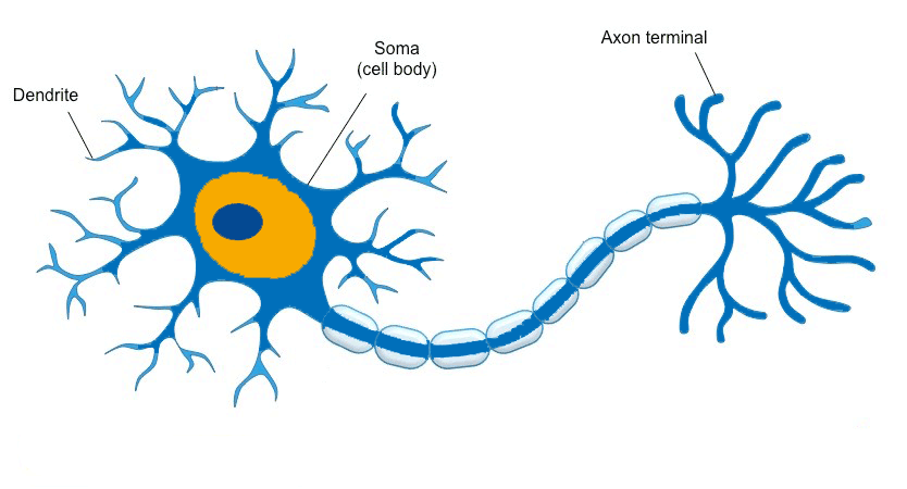 biological neuron 